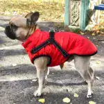 Waterproof Furry Jacket for Dogs of All Sizes - Image 2