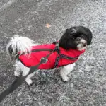 Waterproof Furry Jacket for Dogs of All Sizes - Image 6