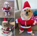 Festive Santa Claus Pet Costume Set - Image 5