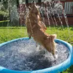 Non-Slip Splash Pad for Kids and Dog - Image 2