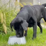 Dry Bowl Dog Drinking - Image 7
